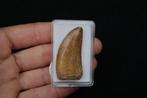 Dinosaurus - Fossiele tand - Carcharodontosaurus Saharicus