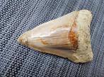 Megalodon - Fossiele tand - otodus megalodon - 11.5 cm, Verzamelen, Mineralen en Fossielen