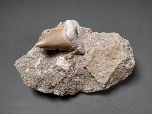 Vullis tand - Fossiele tand - Lamna aschersoni - 14 cm - 9, Verzamelen, Mineralen en Fossielen