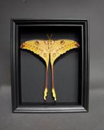 Mot Taxidermie volledige montage - Argema mittrei - 25 cm -, Verzamelen, Nieuw