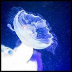 Roberto Cavalli (1971) - Jellyfish, In the blue #722, Antiek en Kunst