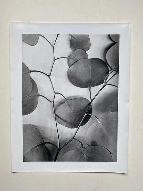 Alma Lavenson - Eucalyptus Leaves 1933., Antiek en Kunst, Kunst | Schilderijen | Modern