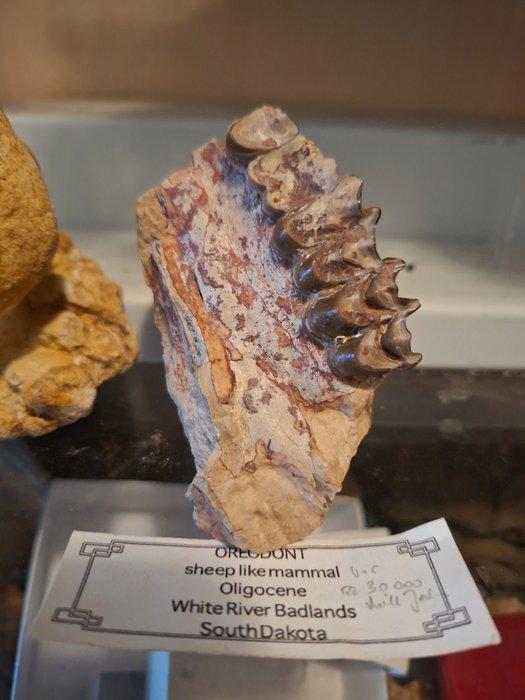 Oude fossielenverzameling, 3 stuk. - Fossiele matrix (Zonder, Verzamelen, Mineralen en Fossielen