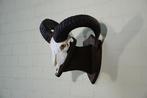 Mouflon Schedel - Ovis a musimon - 35 cm - 40 cm - 38 cm-, Verzamelen, Dierenverzamelingen, Nieuw