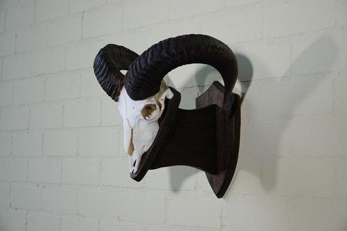 Mouflon Schedel - Ovis a musimon - 35 cm - 40 cm - 38 cm-, Verzamelen, Dierenverzamelingen