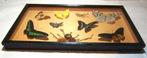 Vlinder Taxidermie wandmontage - Charaxes Bernardus, Phoebis, Verzamelen, Nieuw