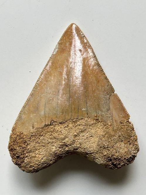 Megadolon tand 8,1 cm - Fossiele tand - Carcharocles, Verzamelen, Dierenverzamelingen