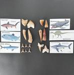 Verzameling van diverse tanden - Fossiele tanden -, Verzamelen