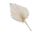 Palmblad Palm Spear Gebleekt 7st Palm blad, Hobby & Loisirs créatifs, Bricolage