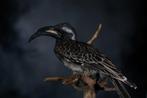 Grey Hornbill Taxidermie volledige montage - Lophoceros, Nieuw