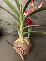 Zuidoost-Azië - Thailand Hout Botanisch model van een