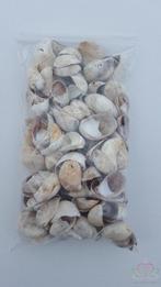 Schelp Muiltje Crepidula fornicata 500 gr 500 gram, Nieuw