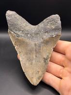 Megalodon - Fossiele tand - Carcharias Megalodon - 12.3 cm -, Verzamelen