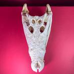 Siamese krokodil Schedel - Crocodylus siamensis (with farm, Verzamelen, Dierenverzamelingen, Nieuw