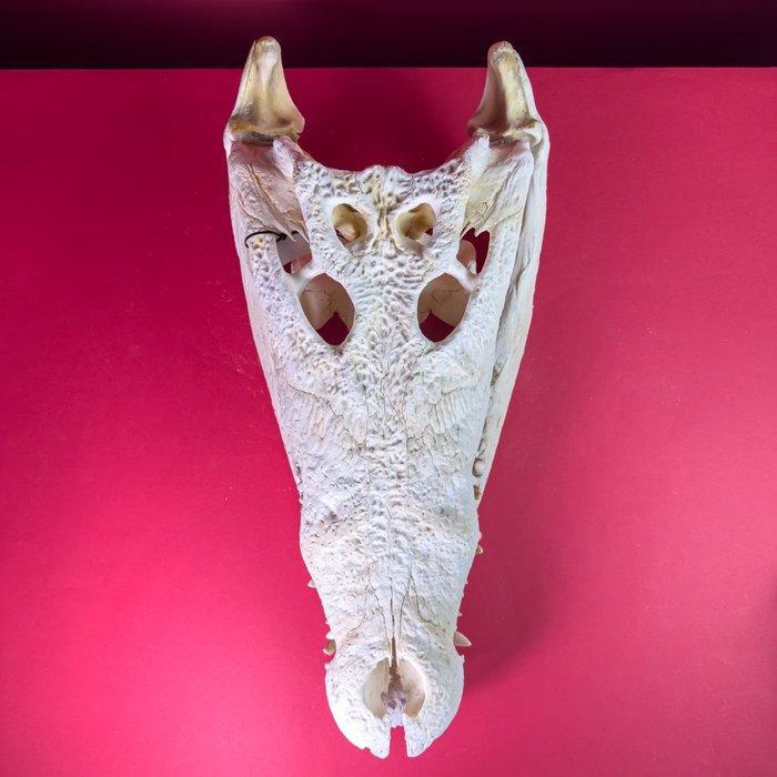 Siamese krokodil Schedel - Crocodylus siamensis (with farm, Verzamelen, Dierenverzamelingen