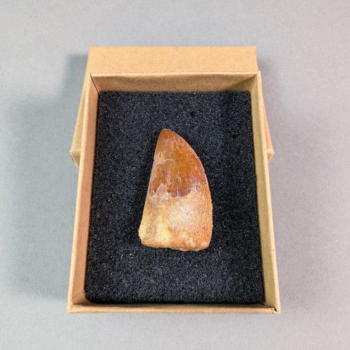 Haai-tand hagedis - Fossiele tand - Carcharodontosaurus -, Verzamelen, Mineralen en Fossielen