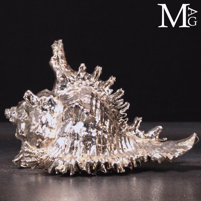 Natuurlijke Murex Ramosus-schelp met zilveren, Verzamelen, Mineralen en Fossielen