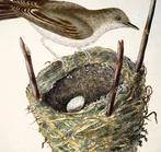 Lot of 3 engravings by Edward Donovan (1768-1837):