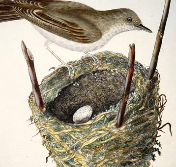 Lot of 3 engravings by Edward Donovan (1768-1837):
