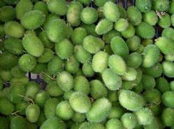 Cucumus dipsaceus = sier - basiseenheid, Hobby en Vrije tijd, Knutselen, Nieuw