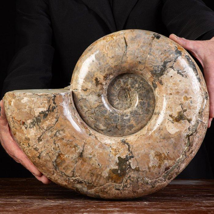 Grote ammoniet van Madagaskar - Gefossiliseerde schelp -, Collections, Collections Animaux