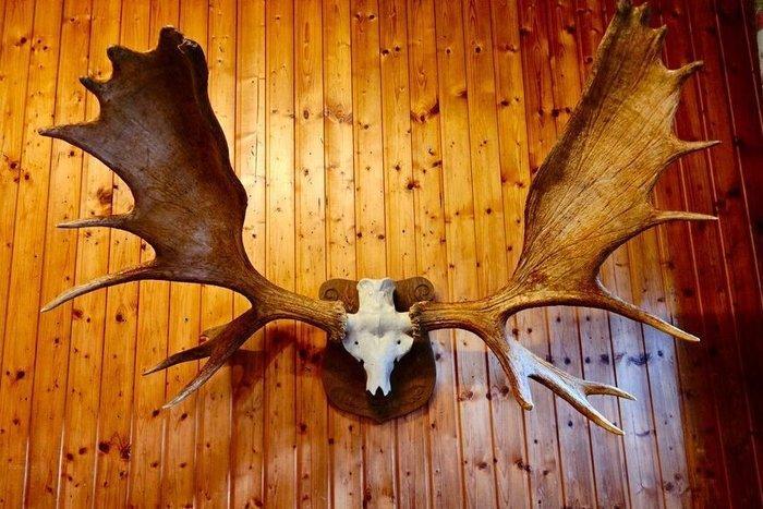 Eland Taxidermie volledige montage - Alces alces - 140 cm -, Verzamelen, Dierenverzamelingen