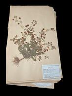 Amazing Herbarium 65 original Card museum preparation -