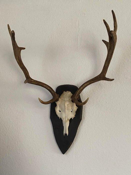 Cerf Crâne avec bois de cerf - Dama Dama - 60 cm - 50 cm -, Collections, Collections Animaux