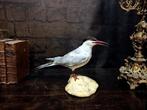 gewone stern Taxidermie volledige montage - Sterna hirundo -, Nieuw