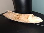 Wolharige mammoet - Gefossiliseerde slagtand - 25 cm - 4 cm, Verzamelen, Mineralen en Fossielen