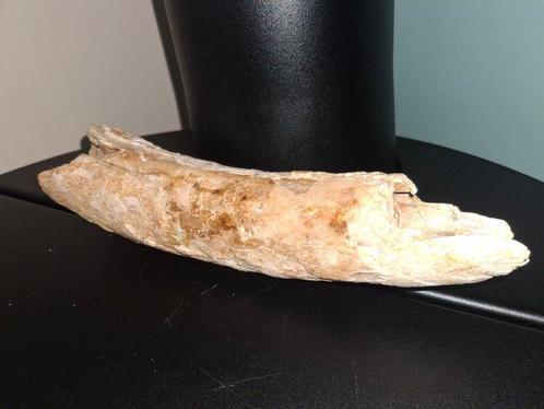 Wolharige mammoet - Gefossiliseerde slagtand - 25 cm - 4 cm, Verzamelen, Mineralen en Fossielen