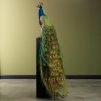 Blauwe Pauw Taxidermie Opgezette Dieren By Max, Ophalen of Verzenden, Nieuw, Vogel, Opgezet dier