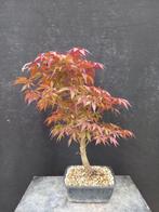 bonsai van rood handvormige esdoorn - Hoogte (boom): 55 cm -