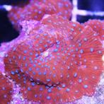 Discosoma Superman (Rood met blauwe stippen) (1 stuk), Verzenden, Nieuw
