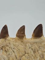 Mosasaurus - Gefossiliseerd dier - 12 cm (Zonder