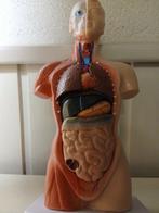 Anatomisch model - Plastic - 1970-1980 - Anatomisch studie