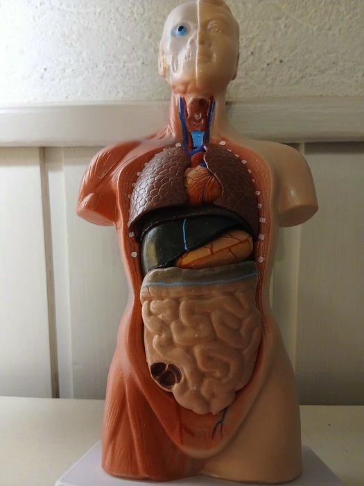 Anatomisch model - Plastic - 1970-1980 - Anatomisch studie, Antiek en Kunst, Curiosa en Brocante