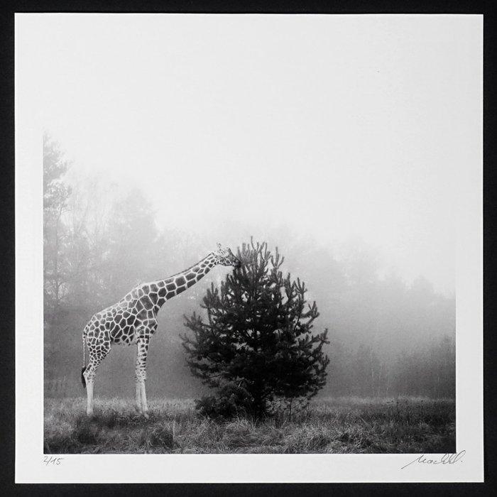 Frank Machalowski - tierwald#173, Antiek en Kunst, Kunst | Designobjecten