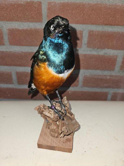 3 kleurige glansspreeuw Taxidermie volledige montage -, Verzamelen, Dierenverzamelingen