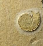 Een mooi bewaard fossiel ammoniet uit Solnhofen kalksteen. -