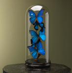 Vlinders in Stolp Taxidermie Opgezette Dieren By Max, Verzamelen, Ophalen of Verzenden, Nieuw, Insect, Opgezet dier