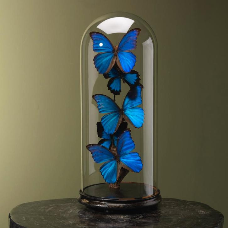 Vlinders in Stolp Taxidermie Opgezette Dieren By Max, Verzamelen, Dierenverzamelingen, Opgezet dier, Nieuw, Insect, Ophalen of Verzenden