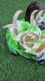 Phacochère et Sanglier Dent - Phacochoerus africanus - Sus