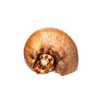 Neptuns Volute Taxidermie wandmontage - Cymbium neptuni - 17, Verzamelen, Nieuw