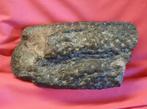 Fossiel Lycospid boomschors - Gefossiliseerd hout -