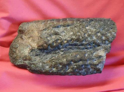 Fossiel Lycospid boomschors - Gefossiliseerd hout -, Verzamelen, Mineralen en Fossielen