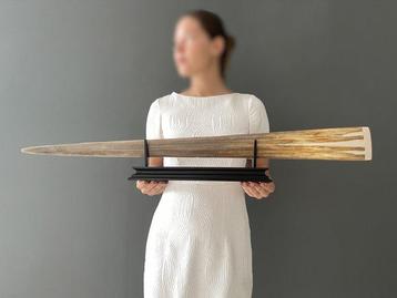 PAS DE PRIX MINIMUM - Grand rostre de poisson-porc épée