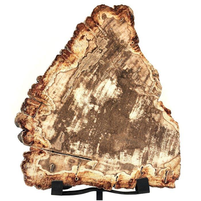 Decoratief ornament - Indonesië - versteend hout, Antiek en Kunst, Kunst | Designobjecten