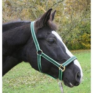 Licol nylonexclusiftaille 2 bleu bordé blanc, Animaux & Accessoires, Chevaux & Poneys | Autres trucs de cheval