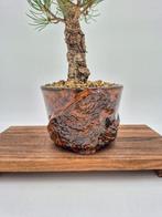 Bonsaï de Pinus pentaphylla sur un pot fait à la main -